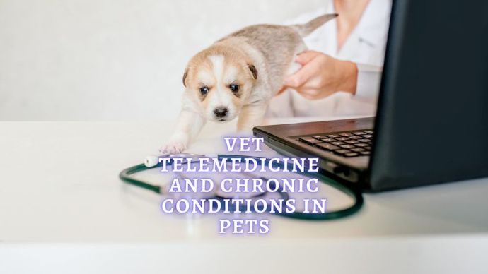 manage chronic conditions in pets