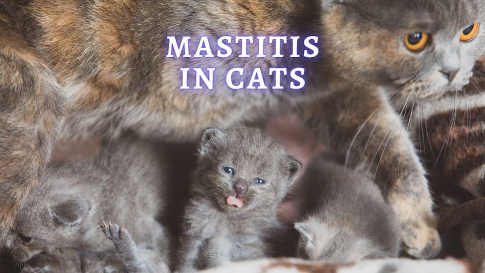 Mastitis In Cats Signs, Diagnosis, Treatment and Prevention
