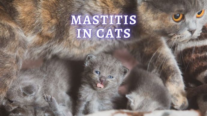 mastitis in cats