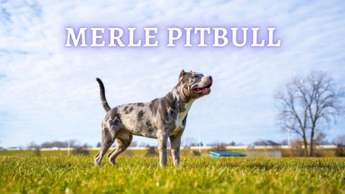 merle pitbull dog breed