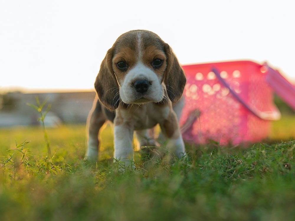 mini beagle