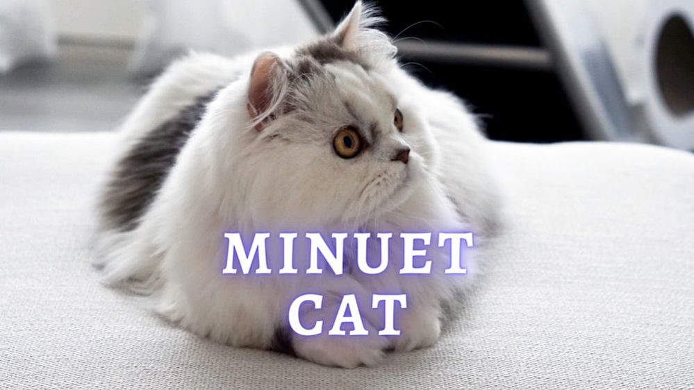All About Minuet Cat Breed (Napoleon)