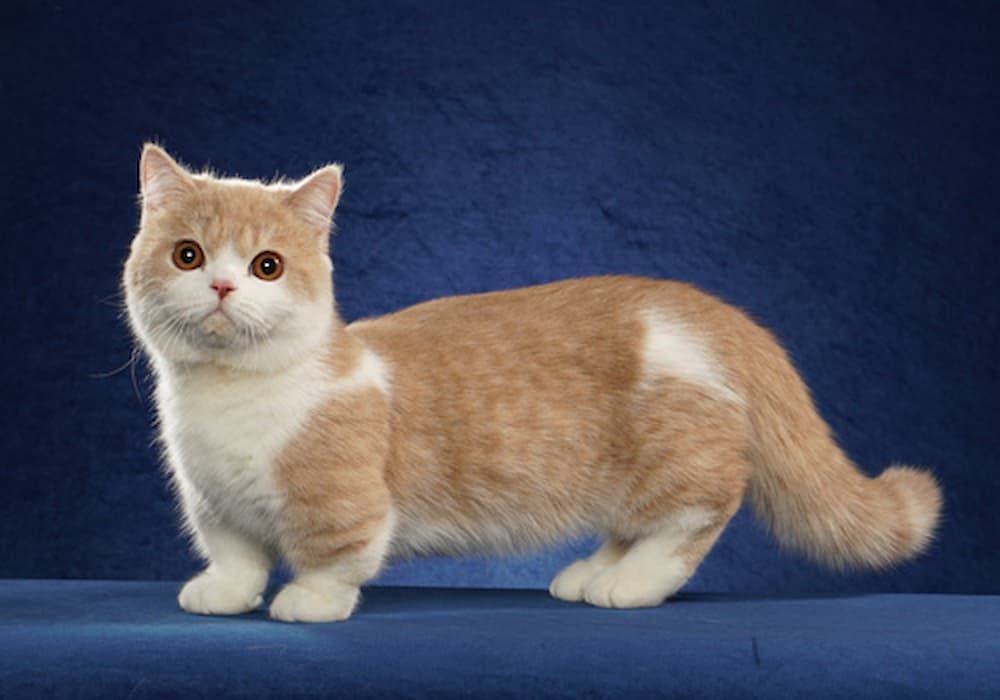 minuet cat (formerly napoleon)