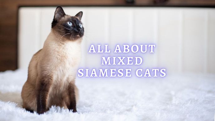 mixed siamese cat