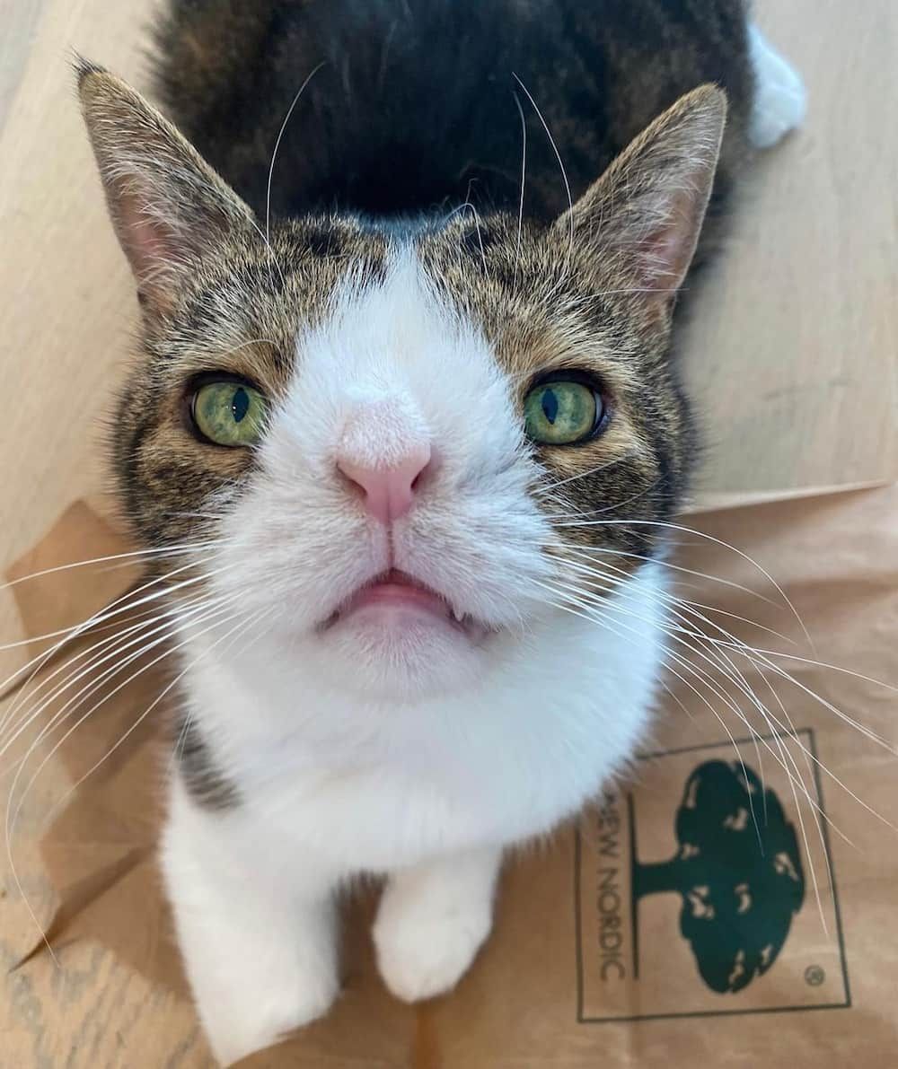 Down Syndrome Cat What Is Feline Down Syndrome Vet Advice Down Syndrome Cat What Is Feline Down Syndrome Vet Advice