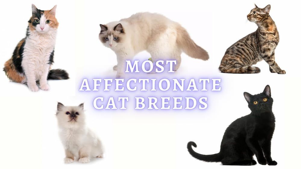 Most Affectionate Cat Breeds: 15 Lovey Dovey Cats