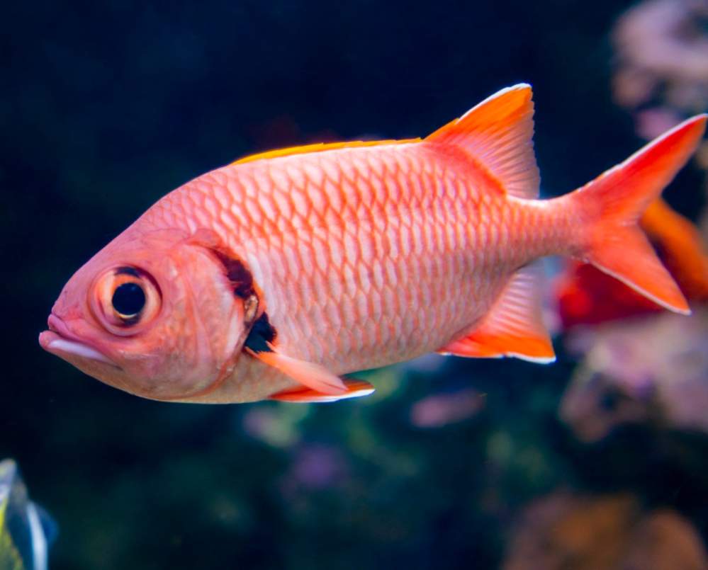 Most Popular Saltwater Aquarium Fish Beautiful Reef Aquarium Fish