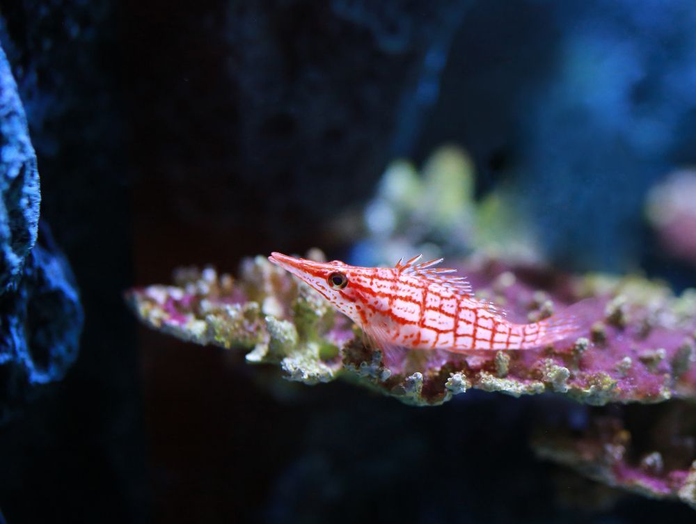 most popular fish for saltwater aquarium longnose hawkfish