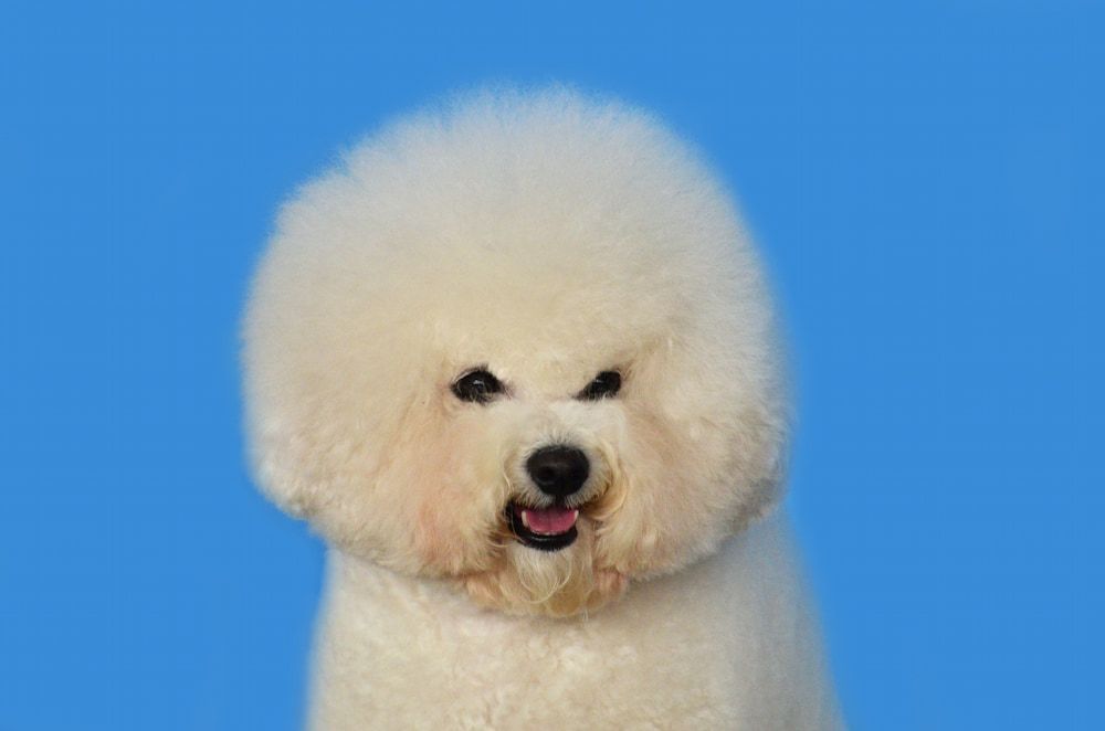 most popular fluffy dog breeds bichon frise