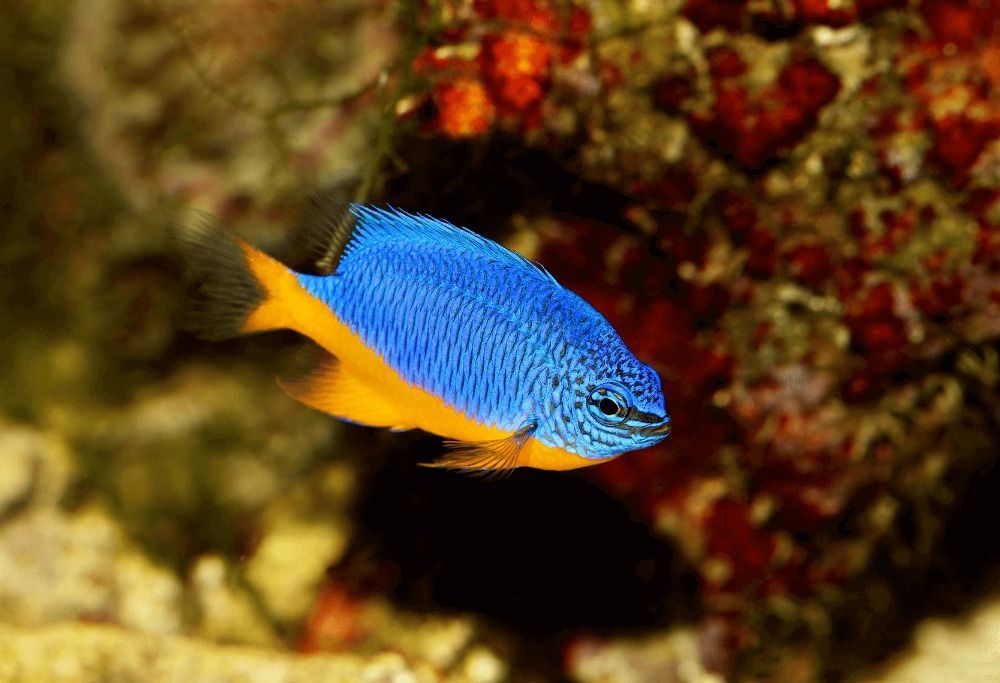 most popular saltwater fish-damselfish