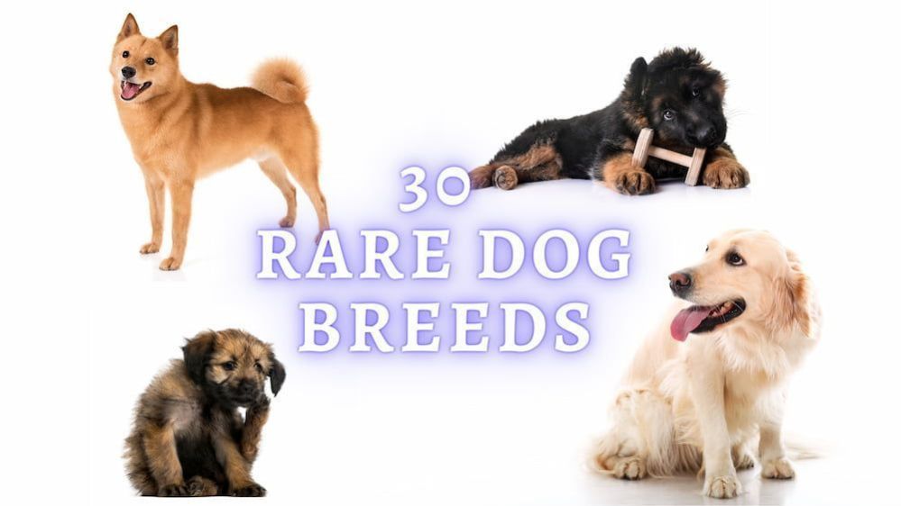 Rare Dog Breeds 30 Rarest Dog Breed List of All Time