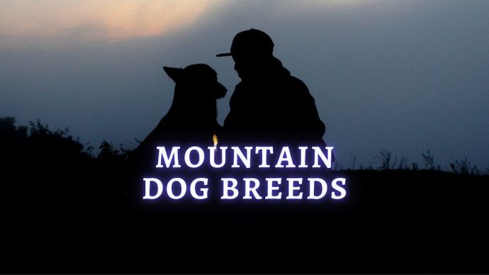 mountain dog breeds list