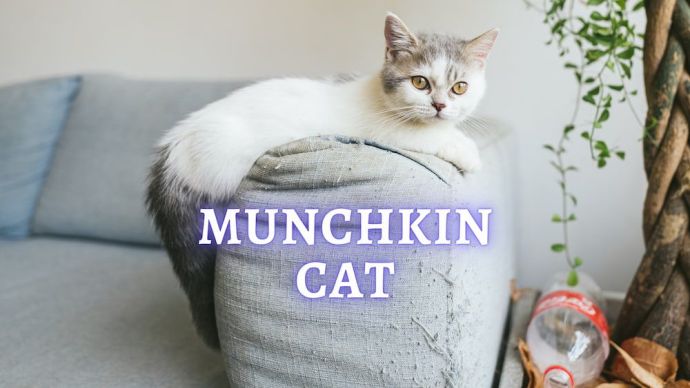 munchkin cat appearance