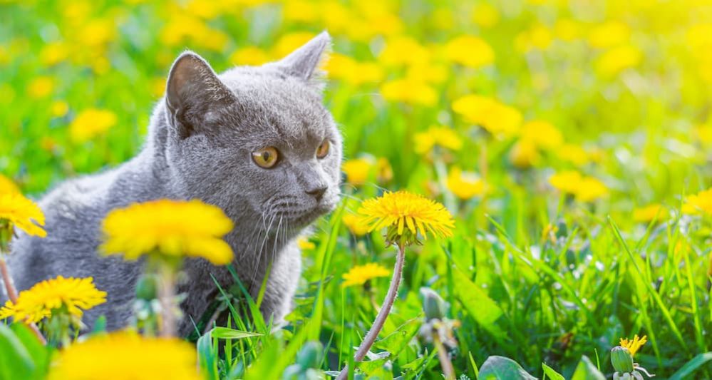 My Cat Has Allergies What Can I Give Him CATS GHY