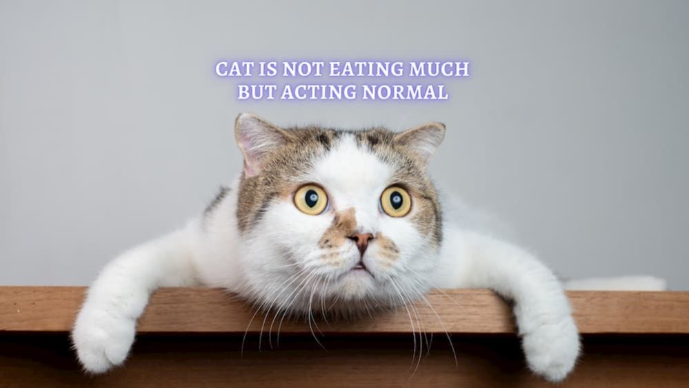Сat not Eating much but acting Normal Why is my Cat not eating