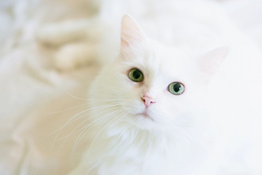 Cats Eyes Watering 9 Reasons Why Your Cats Eyes Watering