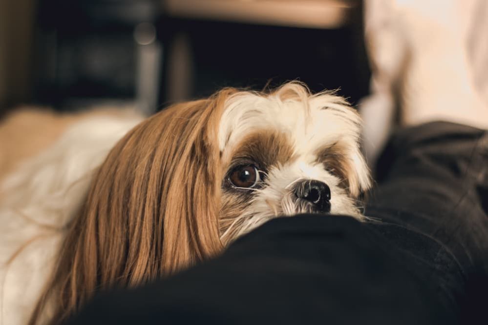 My Dog Keeps Scratching His Mouth Why Do Dog Scratches Their Face?