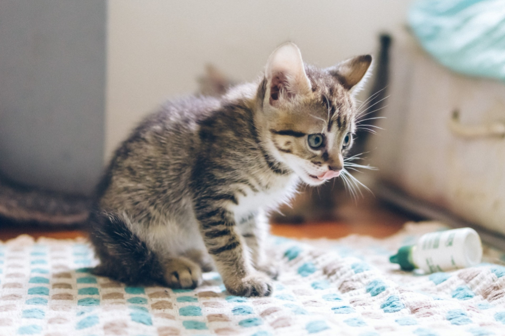 Kitten Throwing Up After Every Meal at Carl McNeese blog