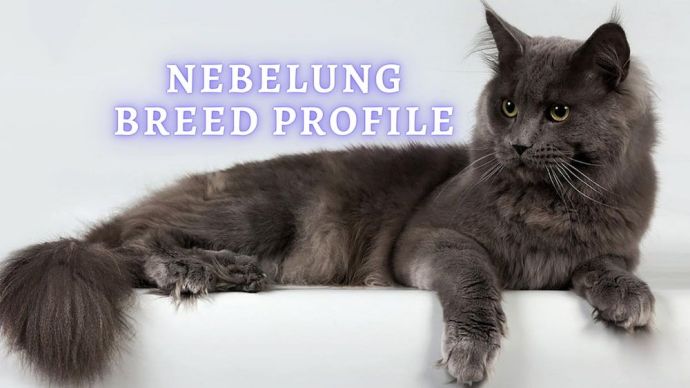 nebelung breed profile