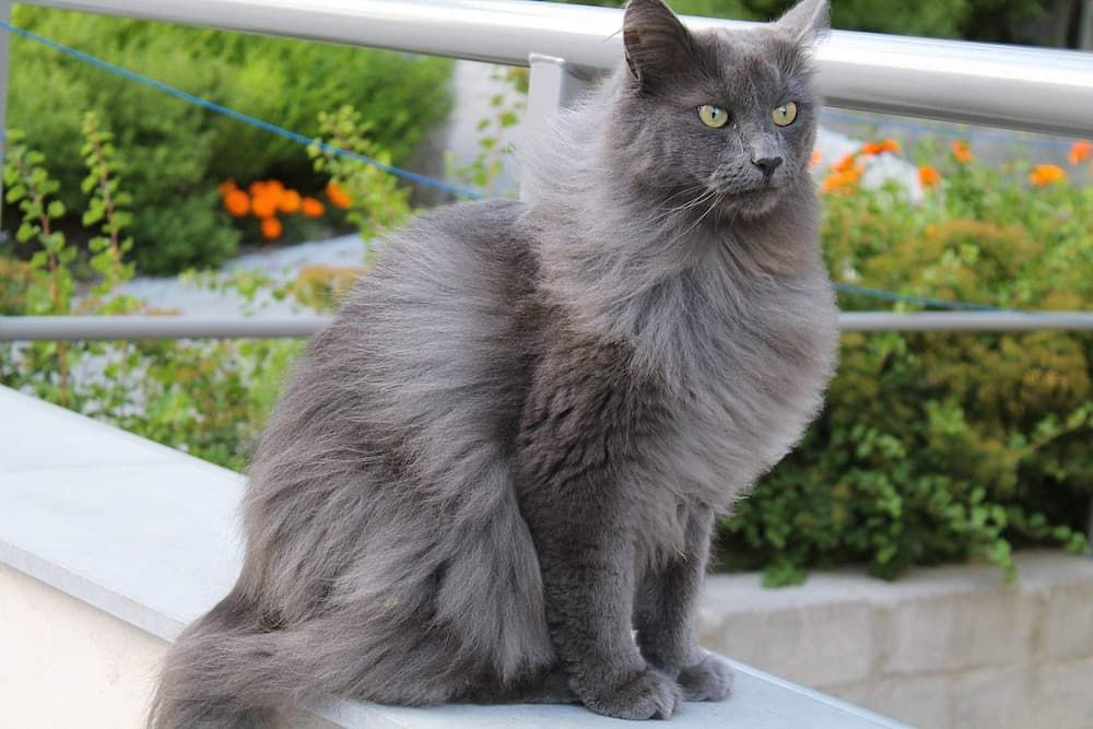 > Nebelung Cat: Personality, Exercise Requirements, Cost, Adoption