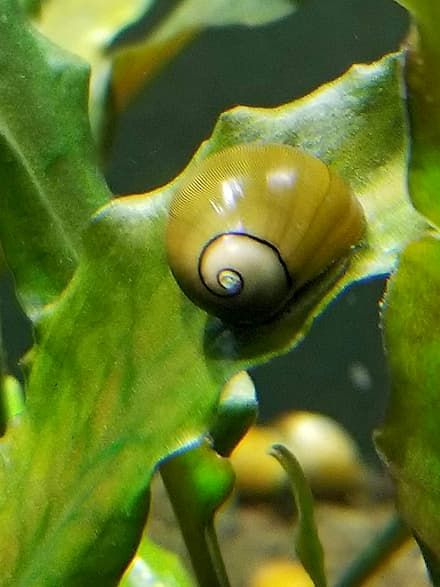 nerite snails