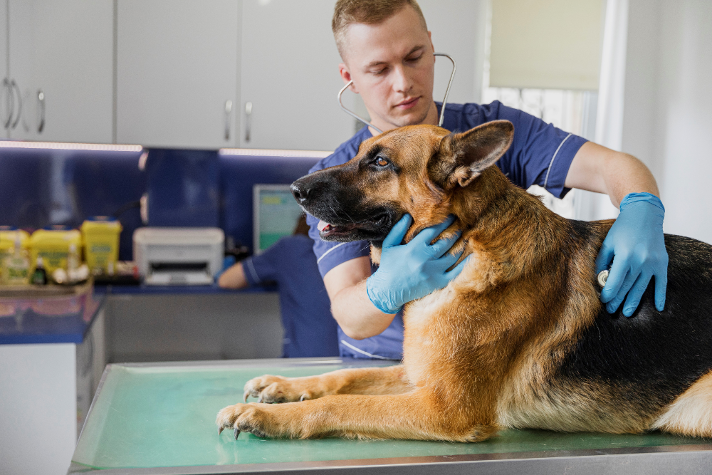 ᐈ Pros and Cons of Neutering a Male Dog: Best age to Neuter a Dog