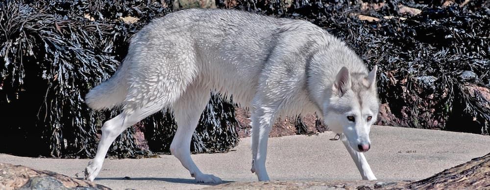northern inuit dog