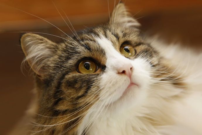 Norwegian Forest Cat vs. Maine Coon: Size, Personality and Care