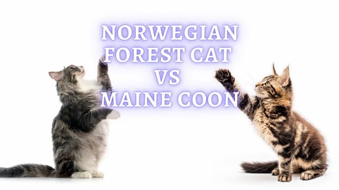 norwegian forest cat vs maine coon