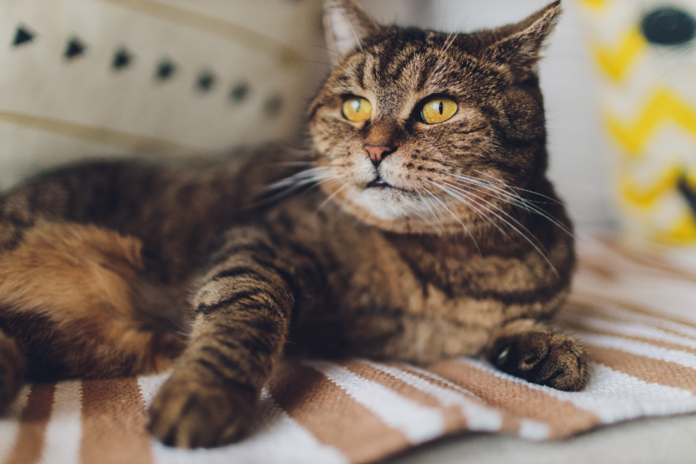 Common Deficiencies in Cats Thiamine, Vitamin D, Thiamine, Calcium