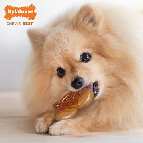 nylabone power chew pretzel bacon and peanut butter flavor dog chew toy