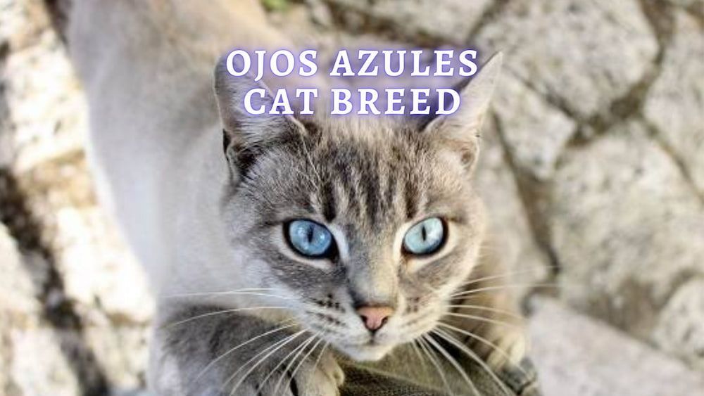 Ojos Azules: All About the Ojos Azules Cat Breed