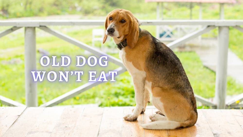 ᐈ Old Dog Won’t Eat: Causes Why Your Senior Dog won't Eat Food