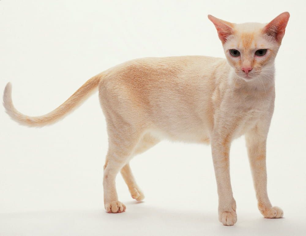 orange colorpoint shorthair kitten