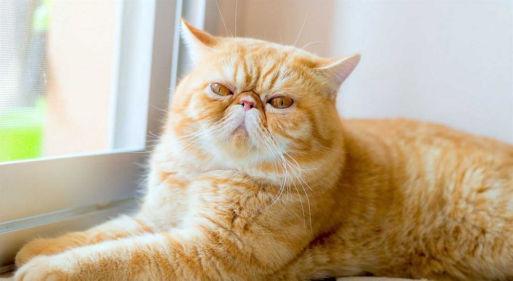 orange exotic shorthair cat