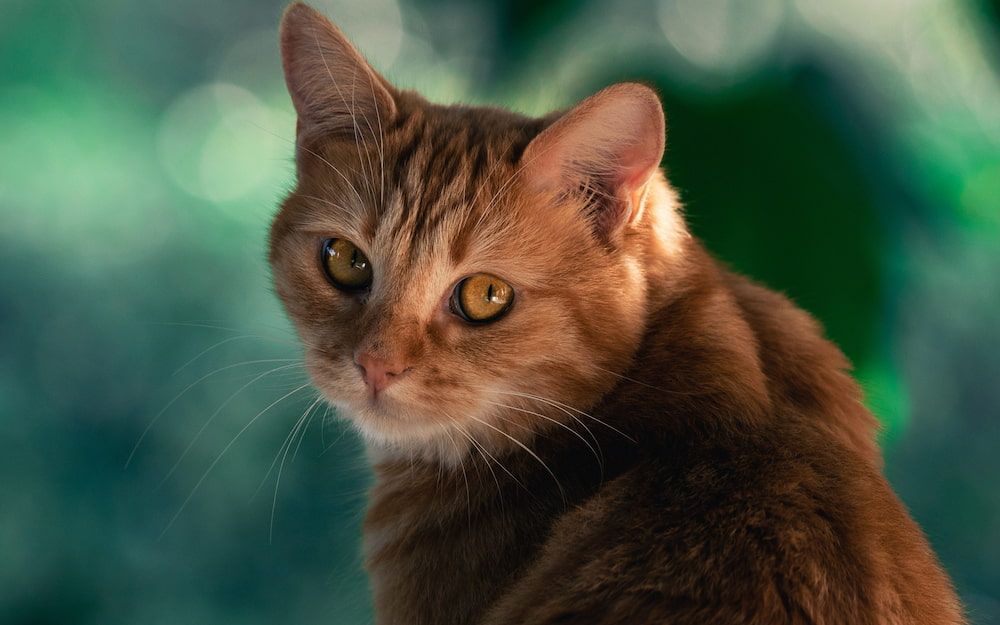 orange tabby arabian mau cat