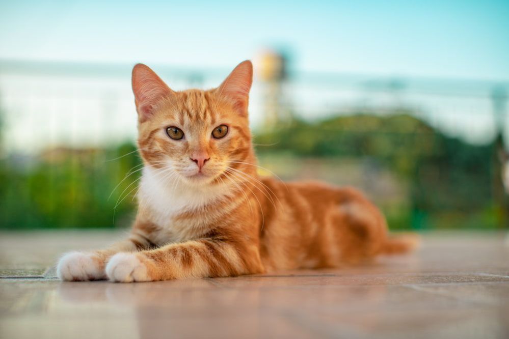 5 Orange Tabby Cat Facts You Didn’t Know