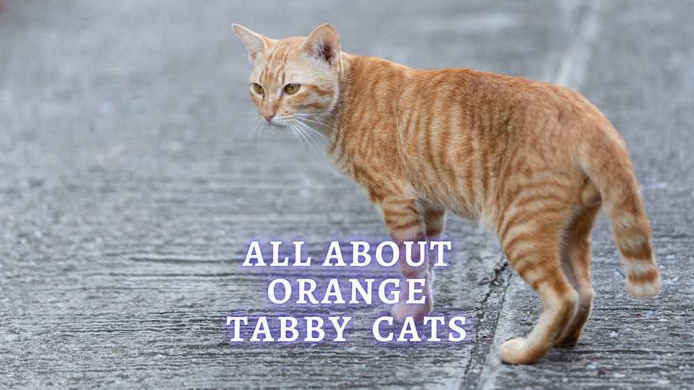 5 Orange Tabby Cat Facts You Didn T Know