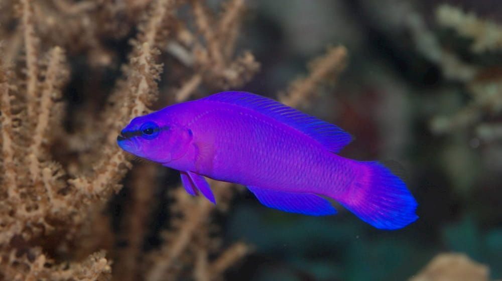 orchid dottyback easy saltwater fish to breed