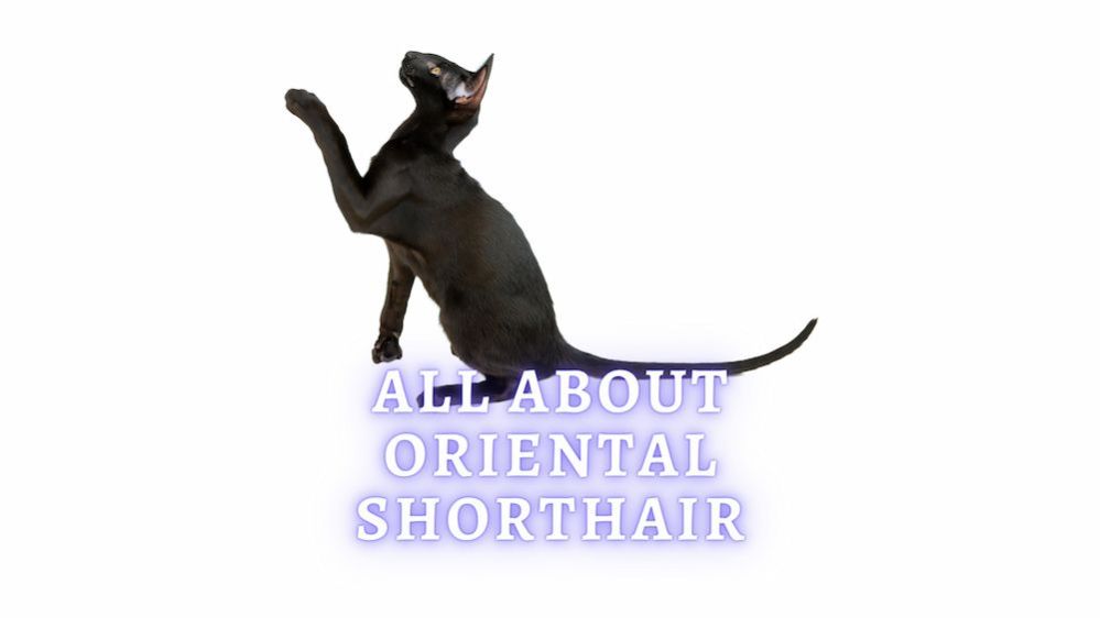 Oriental Shorthair Cat: Care, Personality and History of the Breed