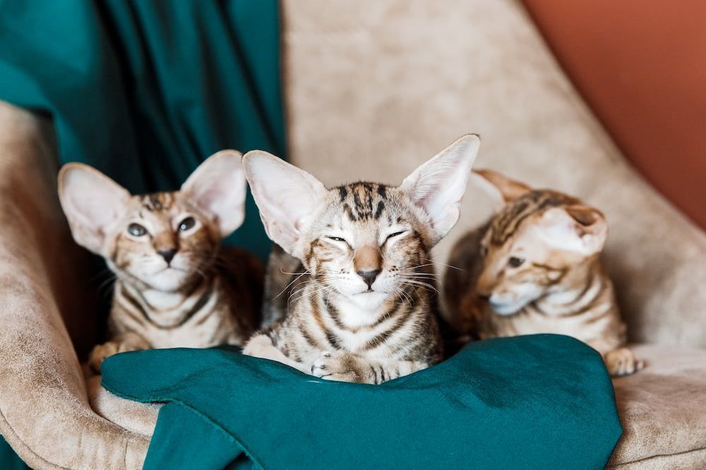 oriental shorthair tabby kittens
