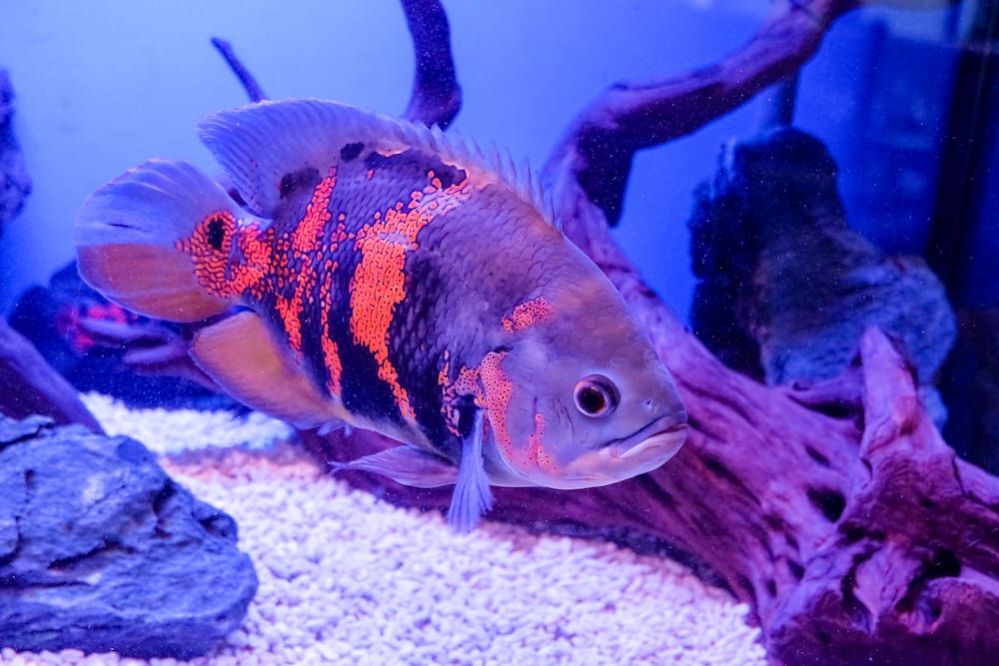 Oscar Fish Care Guide