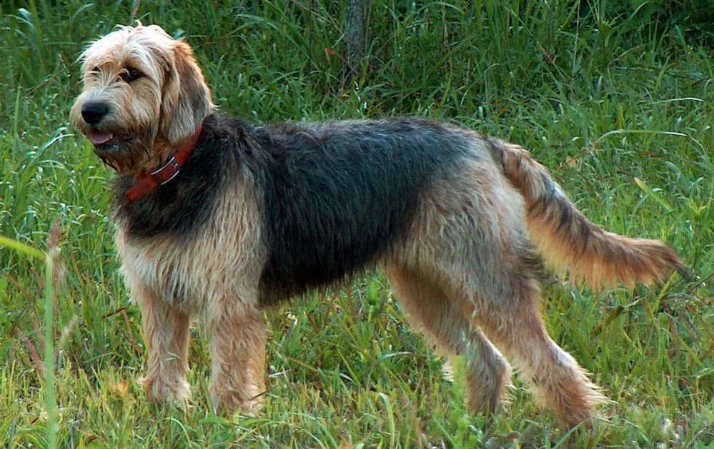 Rare Dog Breeds: 30 Rarest Dog Breed List of 2021