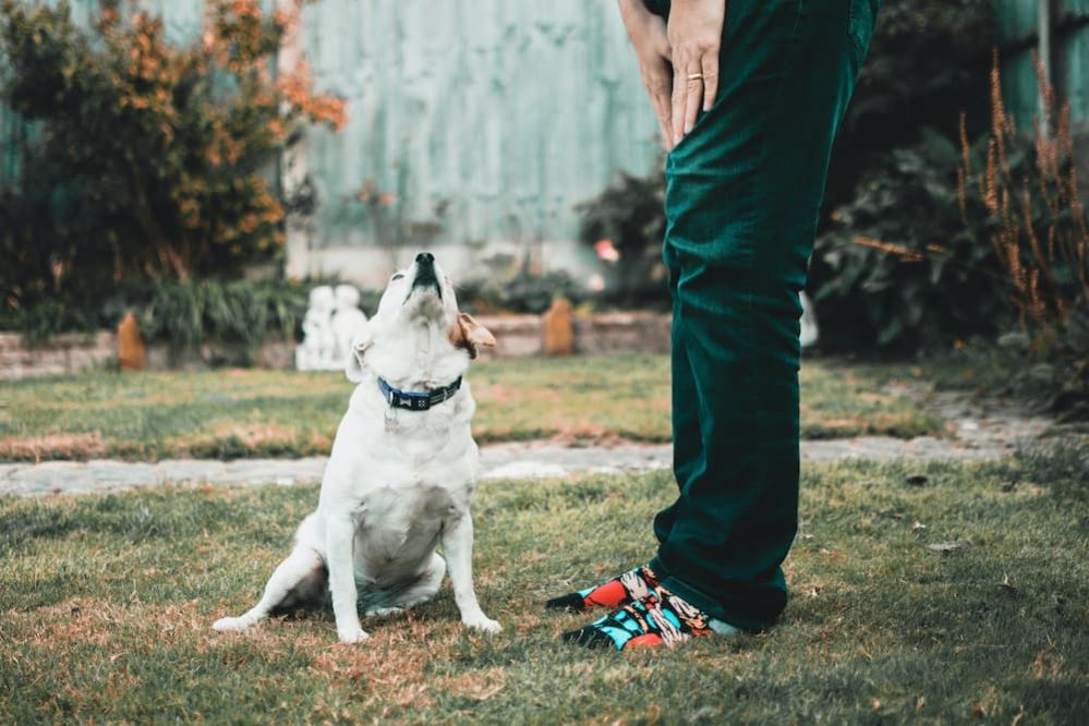 ≡ How to Measure Dog Height Guide on Measuring How Tall Your Dog