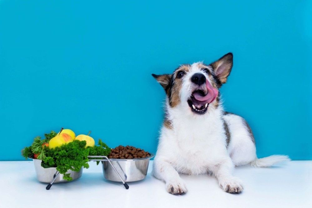 ≡ Pedigree vs Purina Comparison Which Dog Food is Better?
