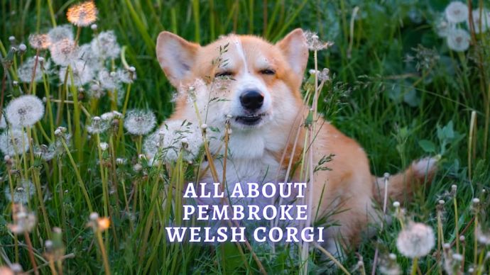 pembroke welsh corgi dog breed