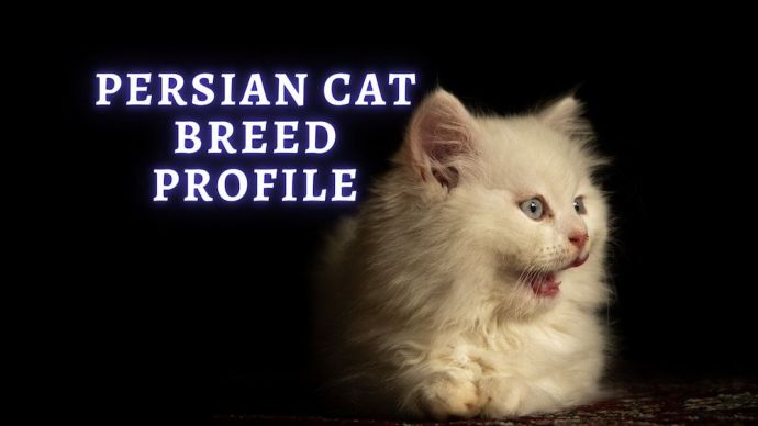 persian cat breed profile