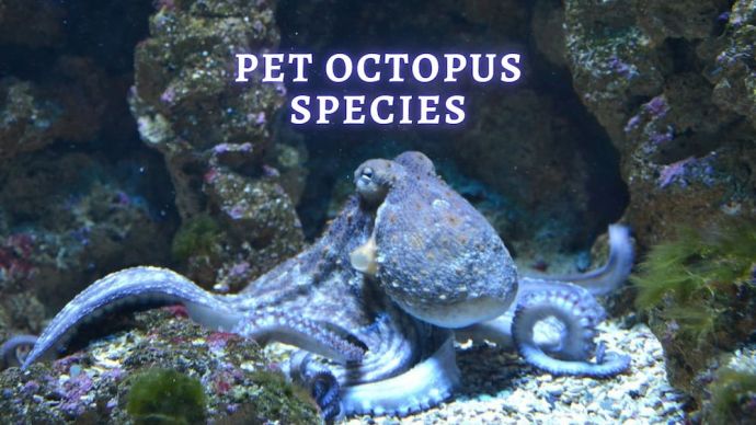 pet octopus species