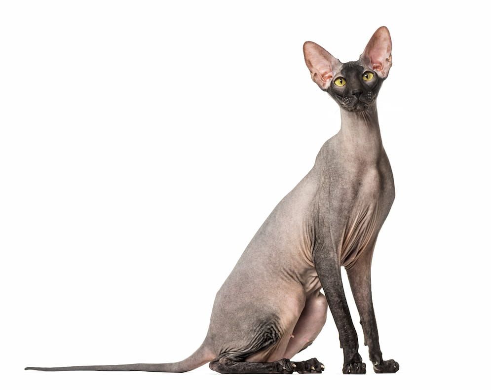 Peterbald Cat Personality, Exercise Requirements, Prices, Adoption