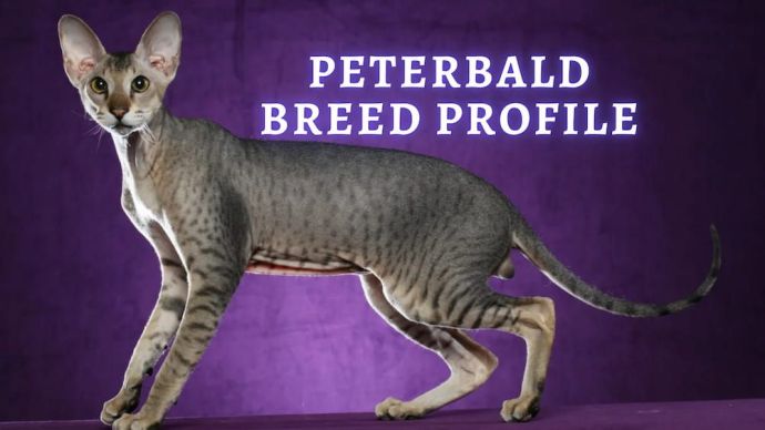 peterbald cat breed